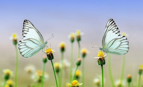 Яку погоду обіцяють синоптики сватівчанам на День Незалежності України: прогноз з 19 по 25 серпня