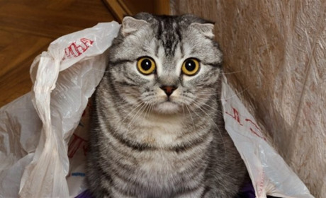 Чи необхідно сплачувати за послугу вивозу сміття, якщо ви виїхали з Нікополя?