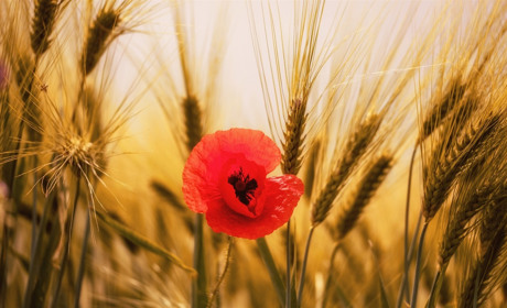 Якою буде погода у Сватовому і районі у перший тиждень липня