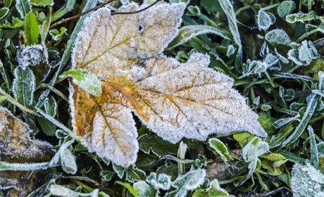 Ближче до кінця тижня на Сумщину прийдуть заморозки: прогноз синоптиків