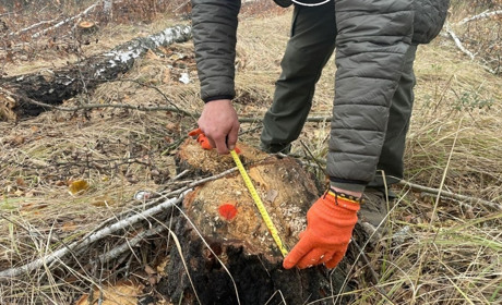 Зрубав дві берези в лісі: житель Звягельщини заплатить 18,5 тисяч гривень за незаконну порубку