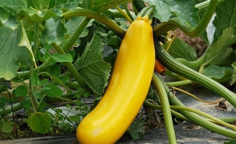 Кабачковий сезон: готуємо смачно та корисно