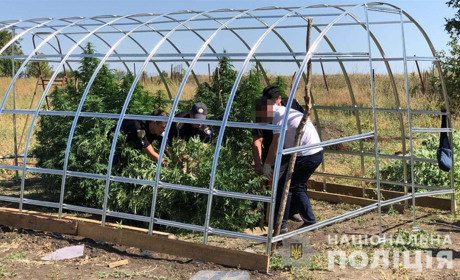 Біляївський аграрій вирощував в теплицях коноплі: його викрила поліція