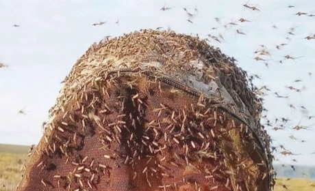 Чим небезпечна мошка для людини: роз'яснюють сумські медики