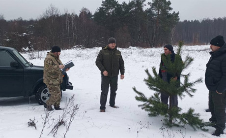 Зимові рейди і штрафи: як борються з незаконною вирубкою хвойних на Рівненщині