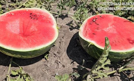 Перші херсонські кавуни роз’їхались по Україні