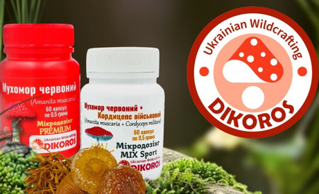 Чому багато людей обирають мікродозинг червоного мухомора для підтримки нервової системи?