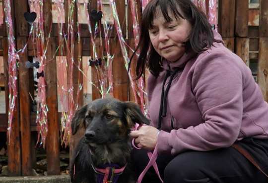 У Миколаєві пройшла перша виставка-прилаштування тварин Dog-market: скільки песиків знайшли сім’ю?