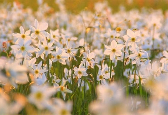 Долина нарцисів 2026 — коли зацвітуть, нові правила та ціни на вхід