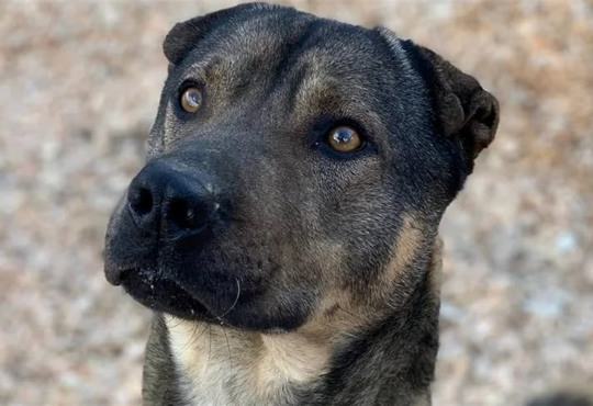 Люди погодилися виїжджати тільки зі своїми "підопічними". З Берислава евакуювали 26 котів і 5 собак
