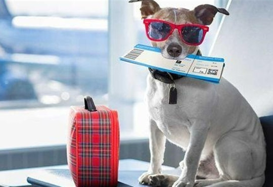 Собаки та коти на круїзному лайнері — тепер це реальність. Як взяти улюбленця на відпочинок