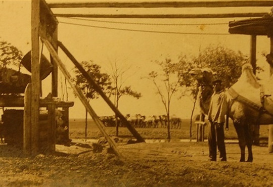 Верблюди на Півдні України жили давно і регулярно. Чи знали ви про це?