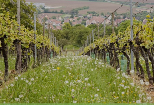 На прифронтовій Бериславщині будуть виготовляти крафтове вино. Що відомо про виробника?