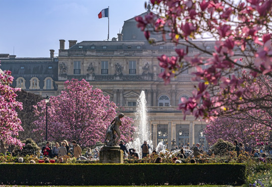 Магнолії у Парижі вже зацвіли — де їх побачити навесні 2026 року