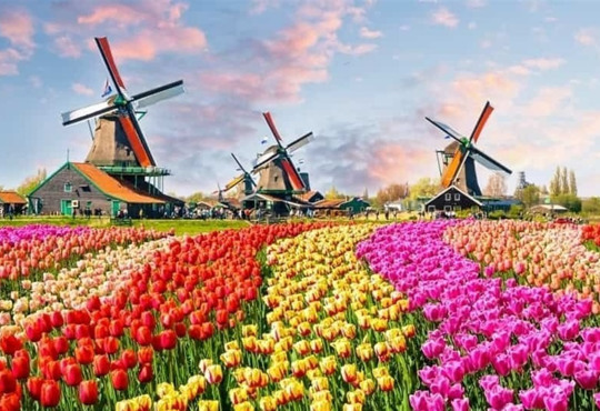 Відомі тюльпанові поля у Нідерландах можна побачити за 9 доларів. Як це зробити?