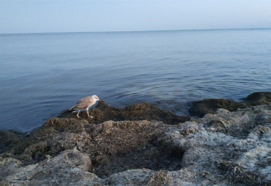 Погода в Джарылгаче: : климат, температура воздуха и воды в море