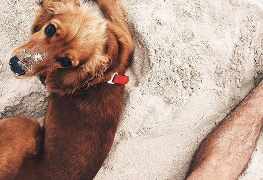 Відпочинок на морі з тваринами