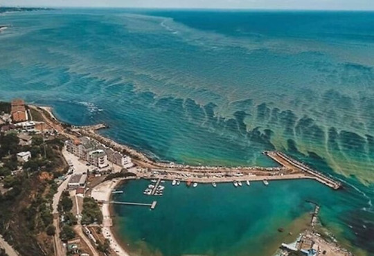 Іноді Чорне море зеленіє. Чому цвіте вода та чи безпечно в ній купатися