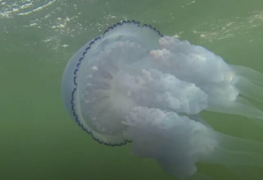 Тисячі медуз на курортах Азова. Чи безпечно відпочивати та скільки це буде тривати?