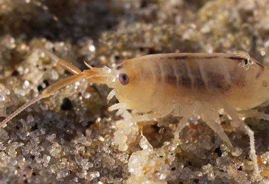 Морські блохи на українському узбережжі. Пояснюємо, чи небезпечні вони для людей