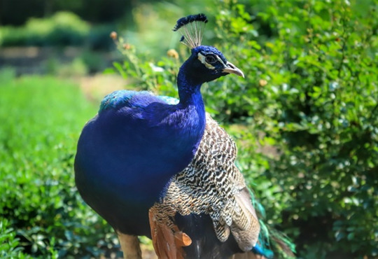 Дивовижна Асканія-Нова в 11 світлинах 
