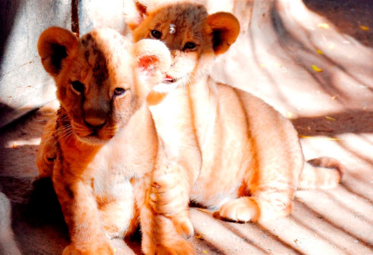 Кумедні і милі: в Одеському зоопарку показали як бавляться маленькі левенята 