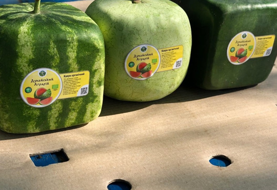 Квадратні кавуни вирощують на Одещині: фото