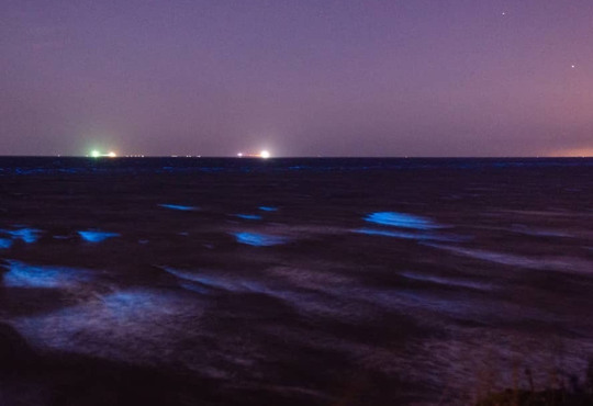 Море на Одещині сяє вночі: фото та пояснення науковців