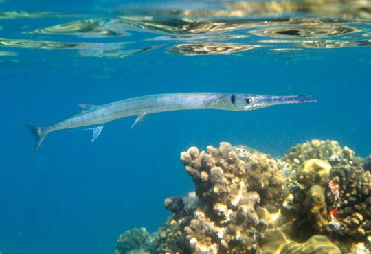 Рідкісні риби у Азовському морі тішать рибалок – що на це кажуть екологи?