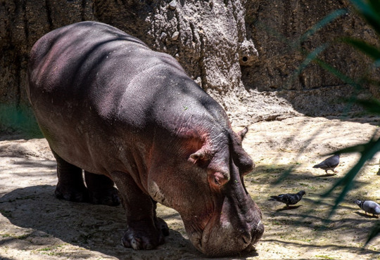 Бегемоти Миколаєва зимуватимуть в бесейні з художнім розписом: потішні фото