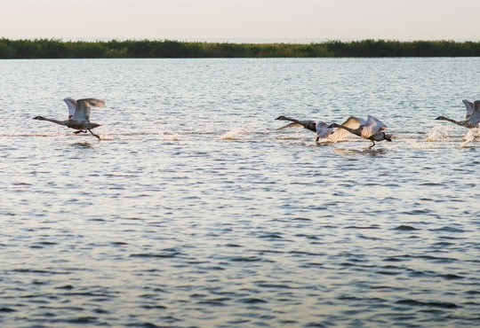 Open Дністер – відкрийте Українську Амазонку: з’явився ще один туристичний сайт