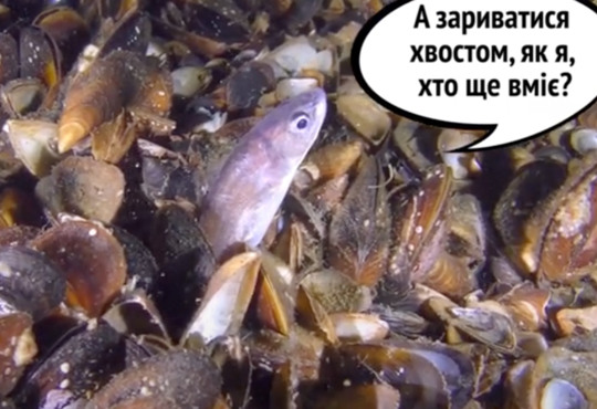 Міні-серіал про Чорне море, що миттєво піднімає настрій: як живуть милі морські істоти
