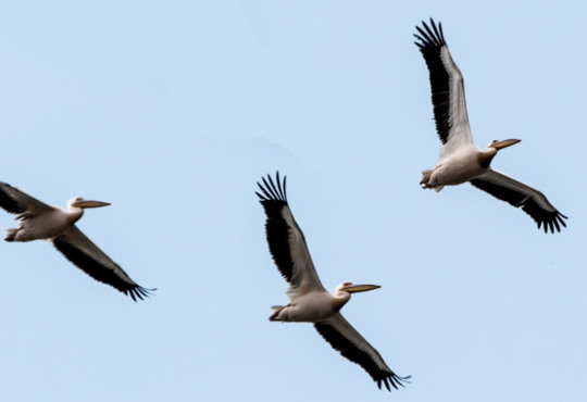 Жарко, как в Африке. Несколько пеликанов не улетели на зимовку и остались в Одесской области