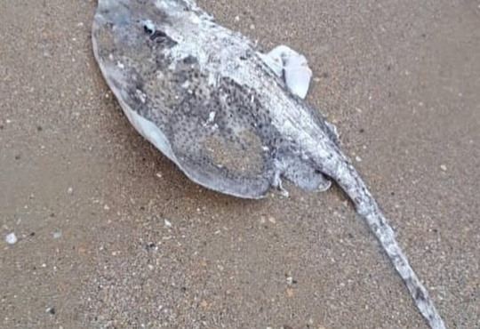 На берегу Черного моря нашли мертвых скатов с обрезанными крыльями