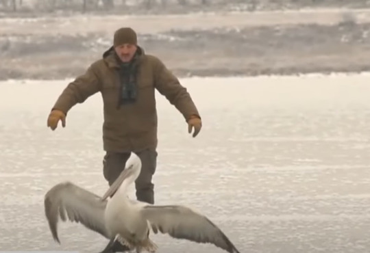 Пост у фейсбуці допоміг врятувати рідкісного пелікана: відео