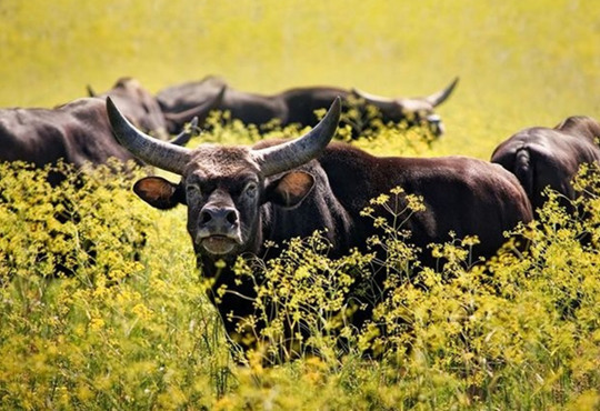 Асканія-Нова – діамант, який трішки потрібно огранити, – Мар'яна Олеськів про туристичні магніти
