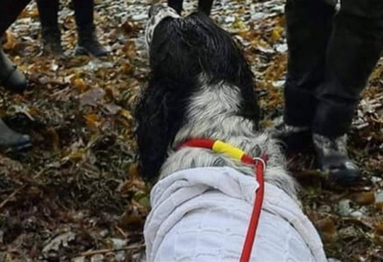 16 годин у відкритому морі. Дивовижний порятунок собаки, якого віднесло у відкрите море 