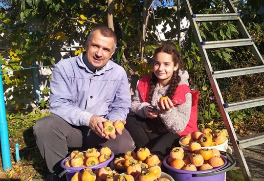 Хурма, зізіфус, інжир. Як в університетському саду у Херсоні вирощують екзотичні фрукти 