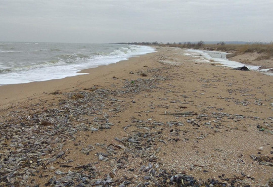 На Азовском побережье массово умирает бычок