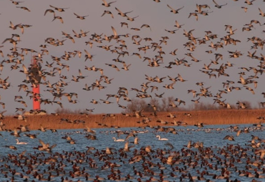 На Тузлівських лиманах зараз можна спостерігати пеліканів: фото