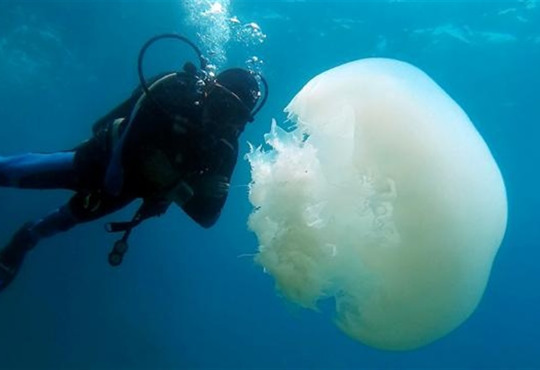 До берегів Анталії припливли гігантські медузи: до 1,5 м у довжину