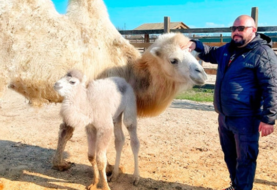 У сафарі-парку на Арабатській стрілці народився верблюд