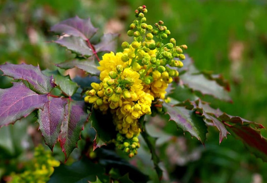 В ботаническом саду в Одессе расцвели весенние цветы: живописные фото