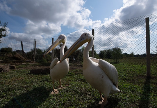 Врятовані з ресторану пелікани переселилися у Тузлівські лимани