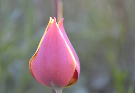 В ботаническом саду Херсона расцвели разноцветные тюльпаны