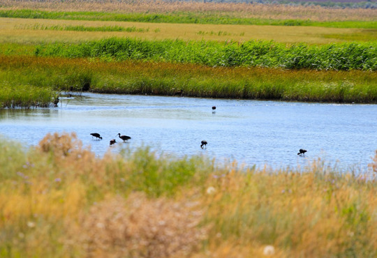 Заповідник Асканія-Нова: очікування і реальність