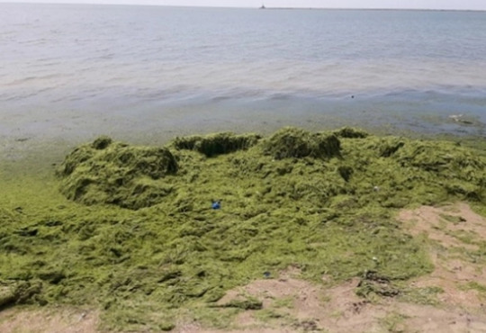 Закидывали водоросли в море. В Бердянске оригинально чистили пляж