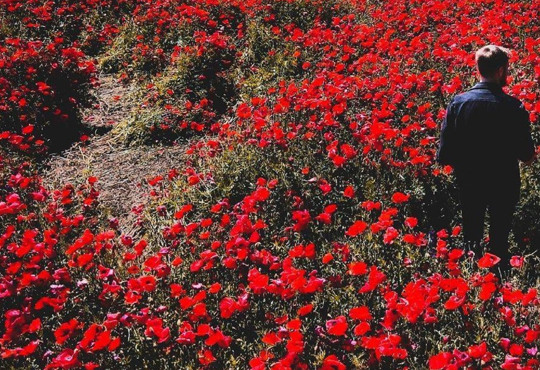 На Одещині розцвіли макові поля: де подивитися на мальовничу локацію