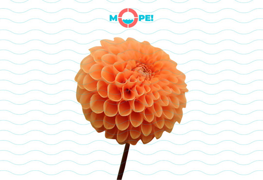 Можу дефілювати в купальнику перед сотнями людей. Модель plus-size про прийняття свого тіла