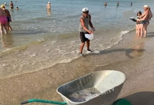 Нашествия медуз в Азовском море. Их вывозят с пляжа тачкой: видео